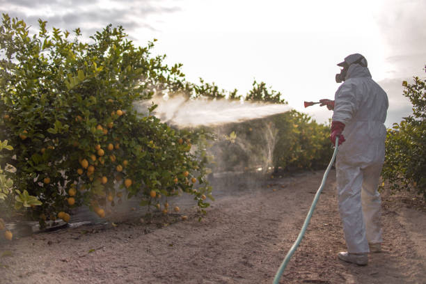 Best Local Pest Control Services  in Lorado Springs, CO