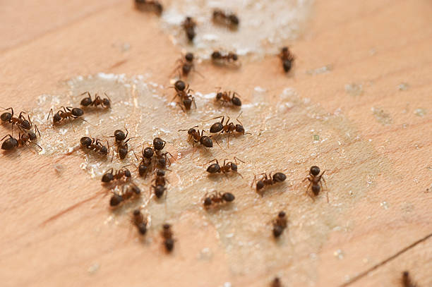 Best Pest Control for Restaurants  in Lorado Springs, CO