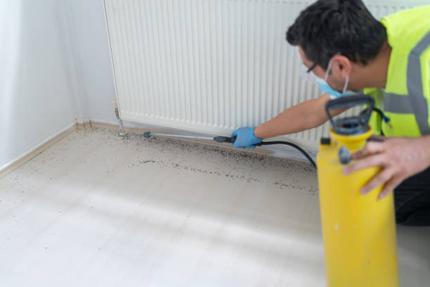Flea Control Services in Colorado Springs, CO